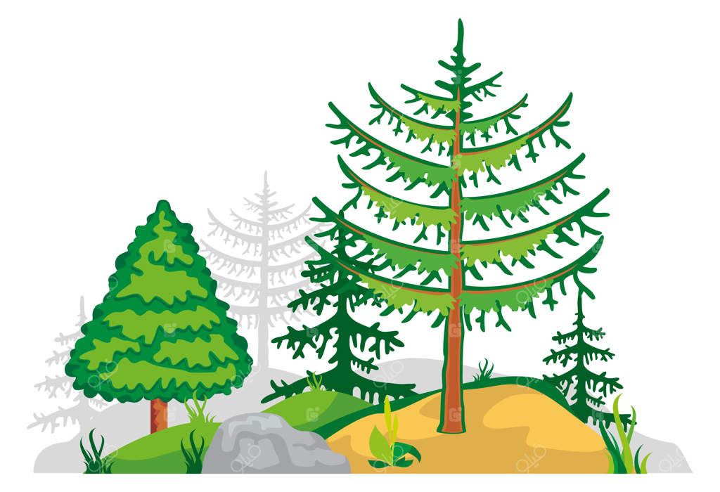 منظره طبیعی زمین سنگلاخ با درختان مخروطی در حال رشد