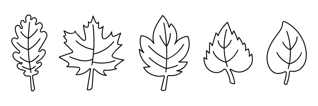 مجموعه طرح‌های دستی برگ‌ها. خط‌های قابل ویرایش. طرح ساده‌ای از انواع برگ‌ها شامل بلوط و افرا، هنر کلیپ مینیمالیستی برای پاییز، طبیعت، محیط زیست یا طرح‌های آموزشی.