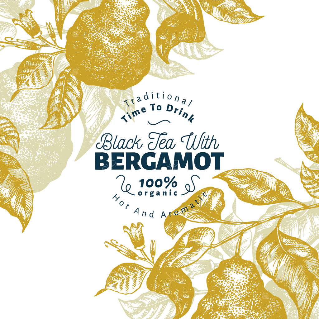 قالب طراحی شاخه برگاموت. قاب لیموی کفیر. طراحی دستی میوه به صورت وکتور.