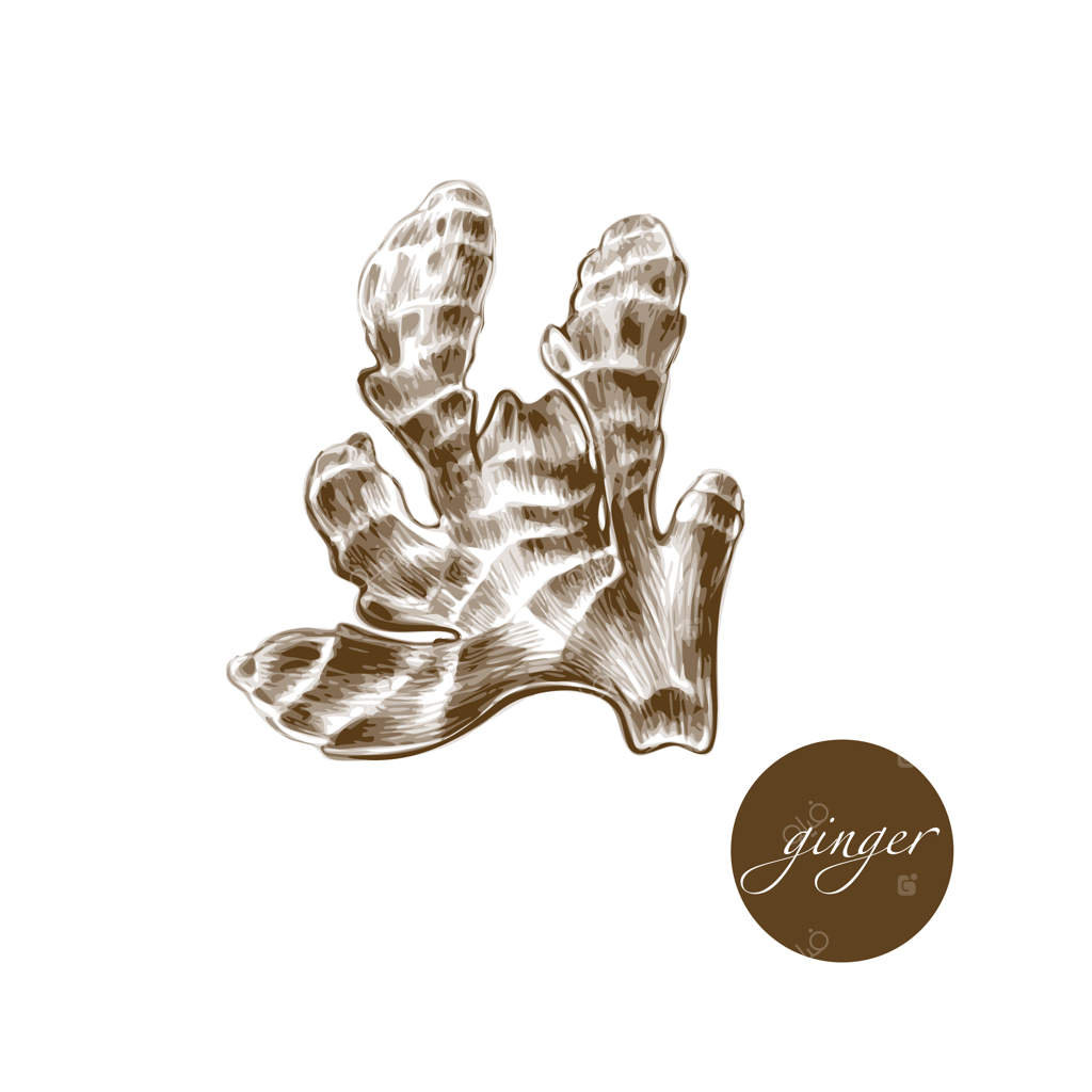 تصویرسازی گیاهان دارویی - زنجبیل.