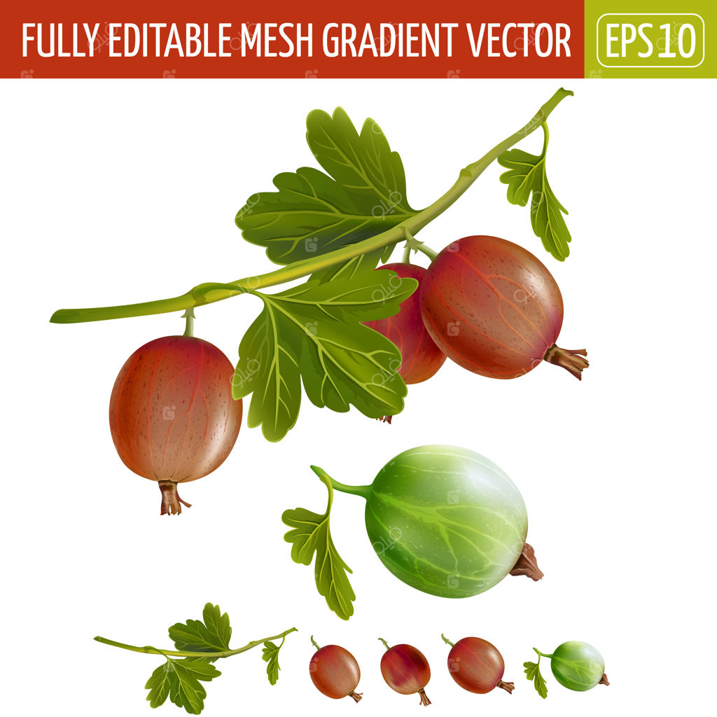 تصویرسازی انگور فرنگی بر روی زمینه سفید