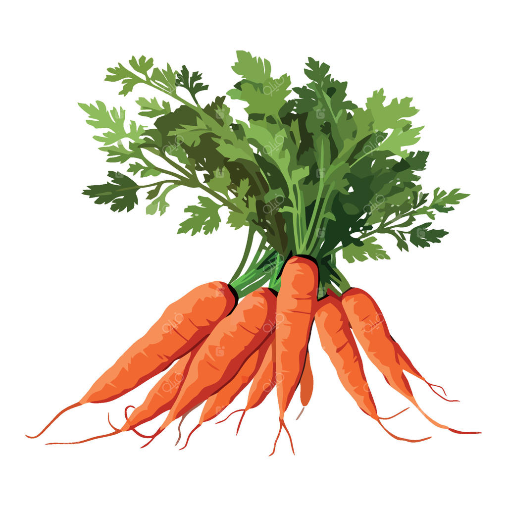 برداشت هویج از باغ سبزیجات ارگانیک (با آیکون)