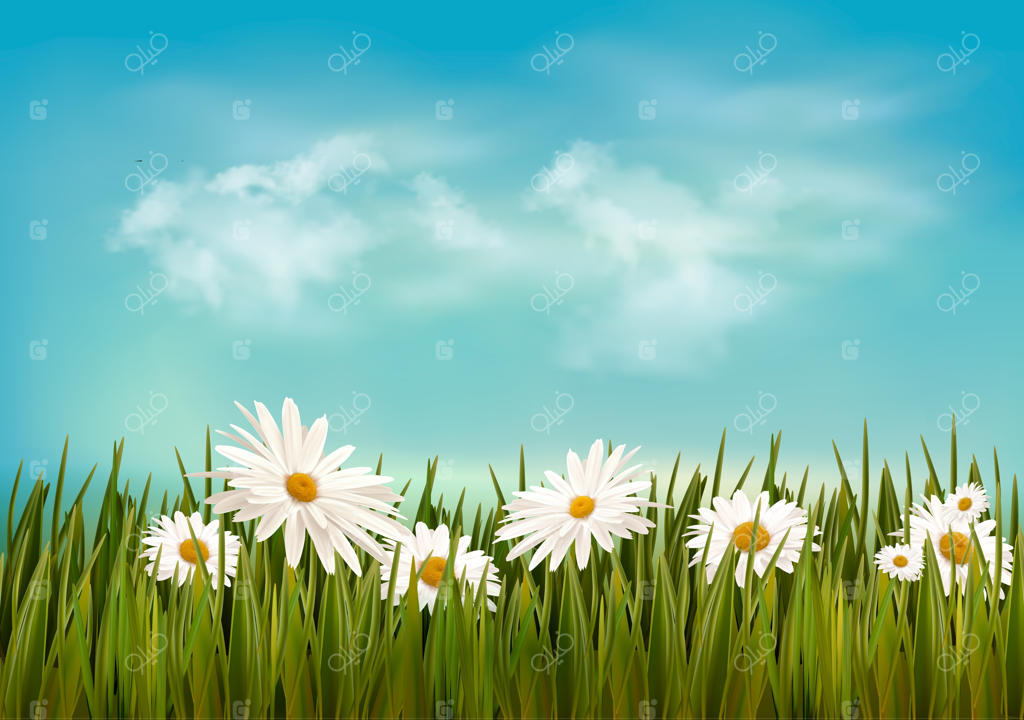 چمن و گل‌های بابونه زیر آسمان آبی