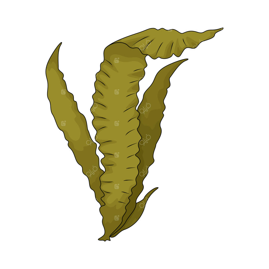 جلبک دریایی