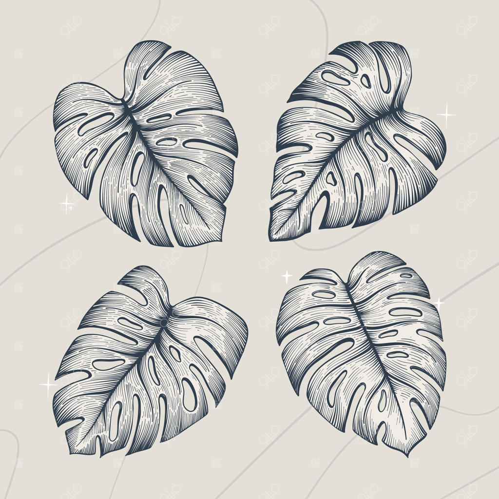 تصویرسازی خطی برگ مونسترا با دست کشیده شده