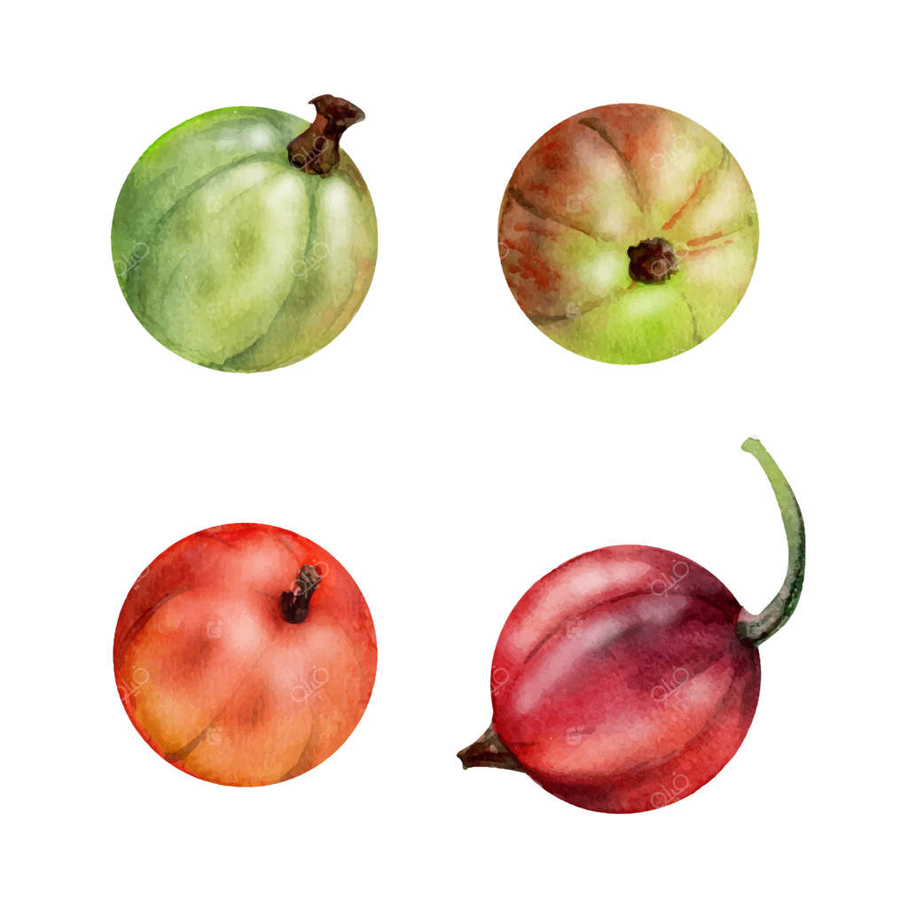 میوه‌های ریباس و انگور فرنگی دست‌کشیده با آبرنگ، توت‌های باغی و میوه‌های بلوبری، جوستابری و کاسیله. عناصر گیاهی ایزوله. منوی رستوران و کافه، بازار کشاورزان، غذای ارگانیک