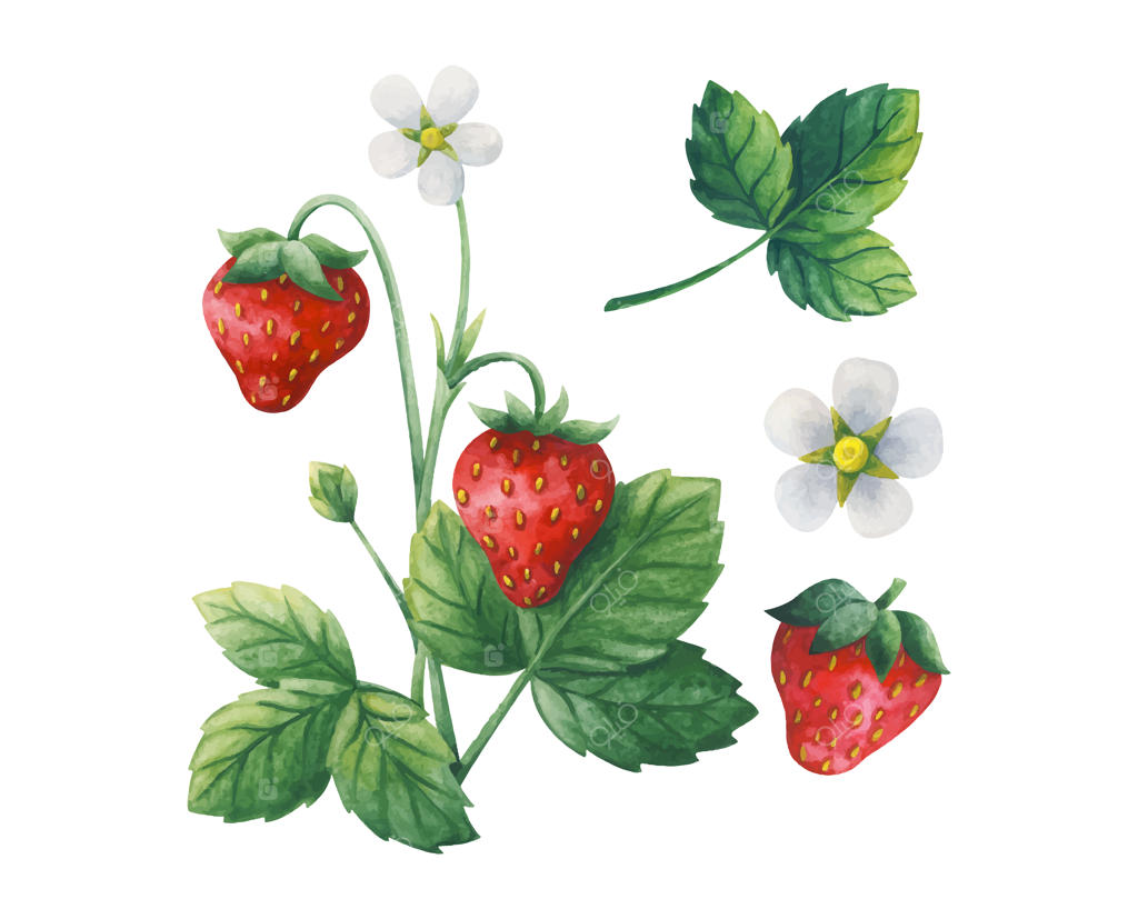 تصویری از توت‌ فرنگی‌های رسیده و قرمز روی بوته با برگ‌ها و گل‌ها.