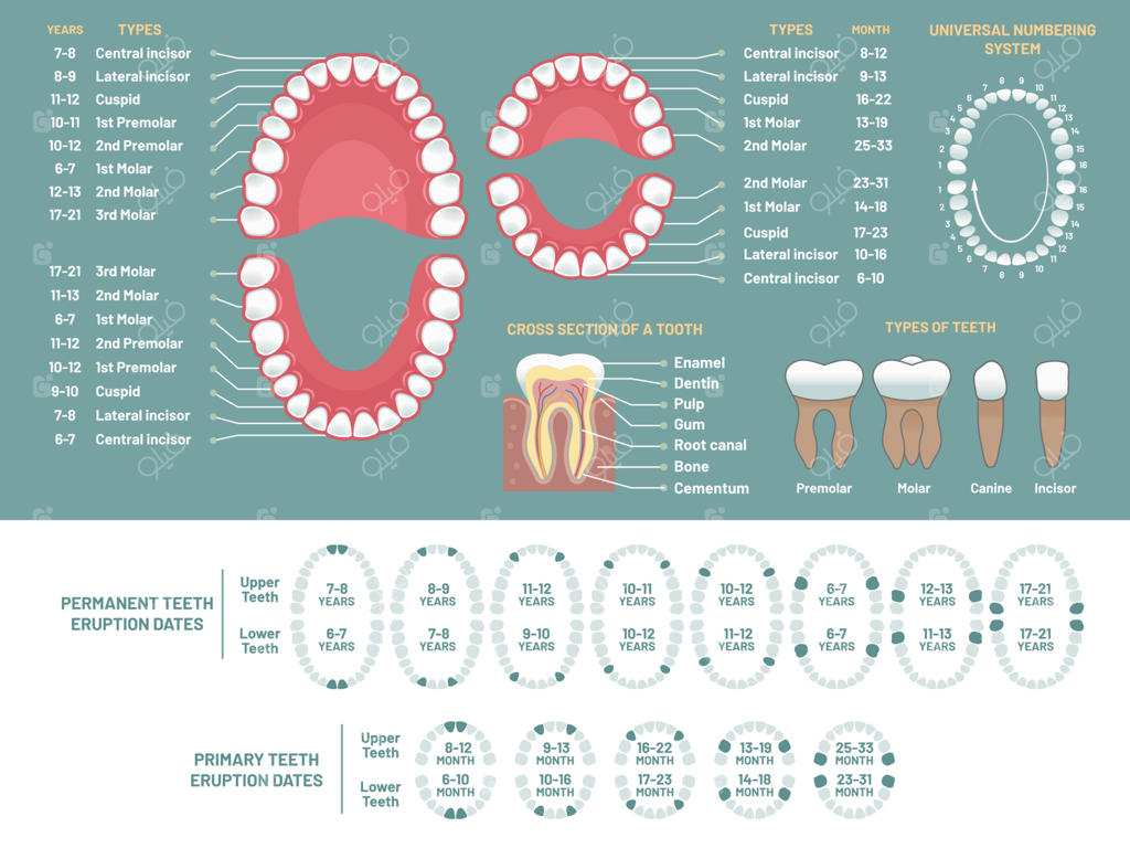 نمودار آناتومی دندان: دیاگرام افت دندان‌های انسان برای ارتودنتیست، طرح دندان و اینفوگرافیک پزشکی ارتودنسی