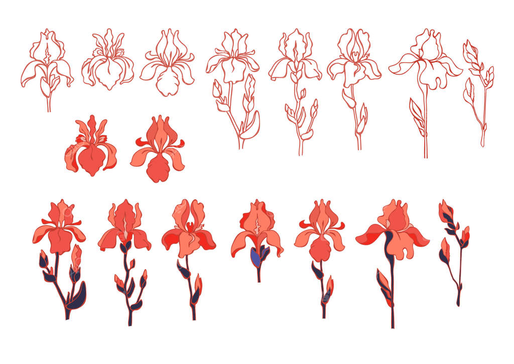 مجموعه گل‌های زنبق: کلکسیون گیاه‌شناسی زنبق‌ها برای باغچه، همراه با تصاویر وکتور.