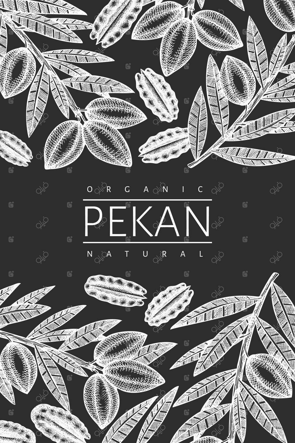 طرح شاخه و مغز گردو‌ آمریکایی دست‌کشیده. تصویر غذای ارگانیک بر تخته گچی. نقاشی گیاهی به سبک حکاکی.