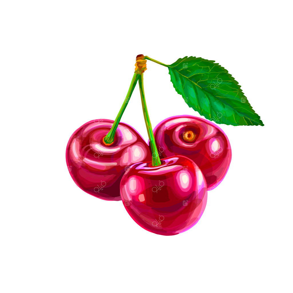 گیلاس: میوه‌ای شیرین بر روی زمینه سفید؛ تصویرسازی واقع‌گرا و برداری