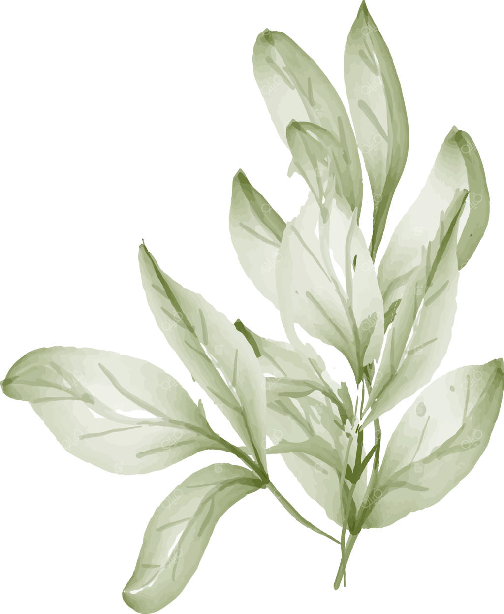 گل‌ها و برگ‌های آبرنگی برای طراحی.