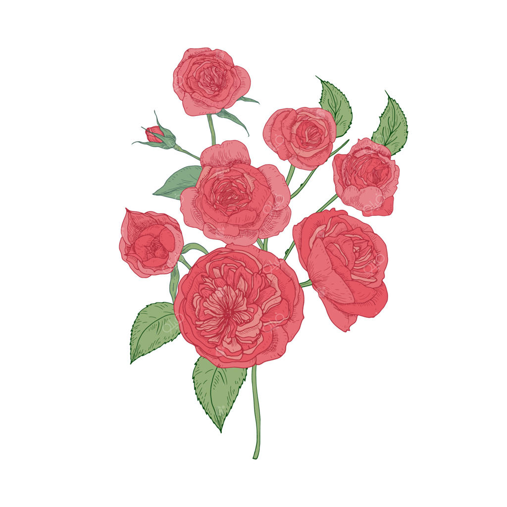 دسته‌ای از گل‌های کلم صورتی یا رز آستین بر روی پس‌زمینه سفید. طراحی گیاه گلدار باغی. عنصر تزئینی گلی. تصویرسازی به سبک قدیمی.