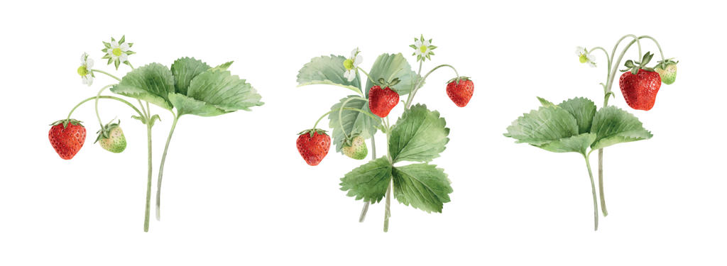 تصاویر گیاه توت‌فرنگی برای هنر و طراحی حرفه‌ای باغبانی وکتور