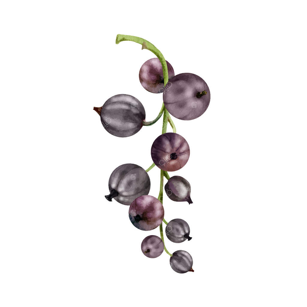 خوشه‌ای از توت سیاه، انگور خوشه‌ای، کشمش، بری‌های رسیده باغ، کاسیس، ژوستا بری، نقاشی آبرنگ دست‌ساز. تصویرسازی گیاهی مجزا. ترشی‌های خانگی، کتاب آشپزی، فروشگاه مواد غذایی ارگانیک.