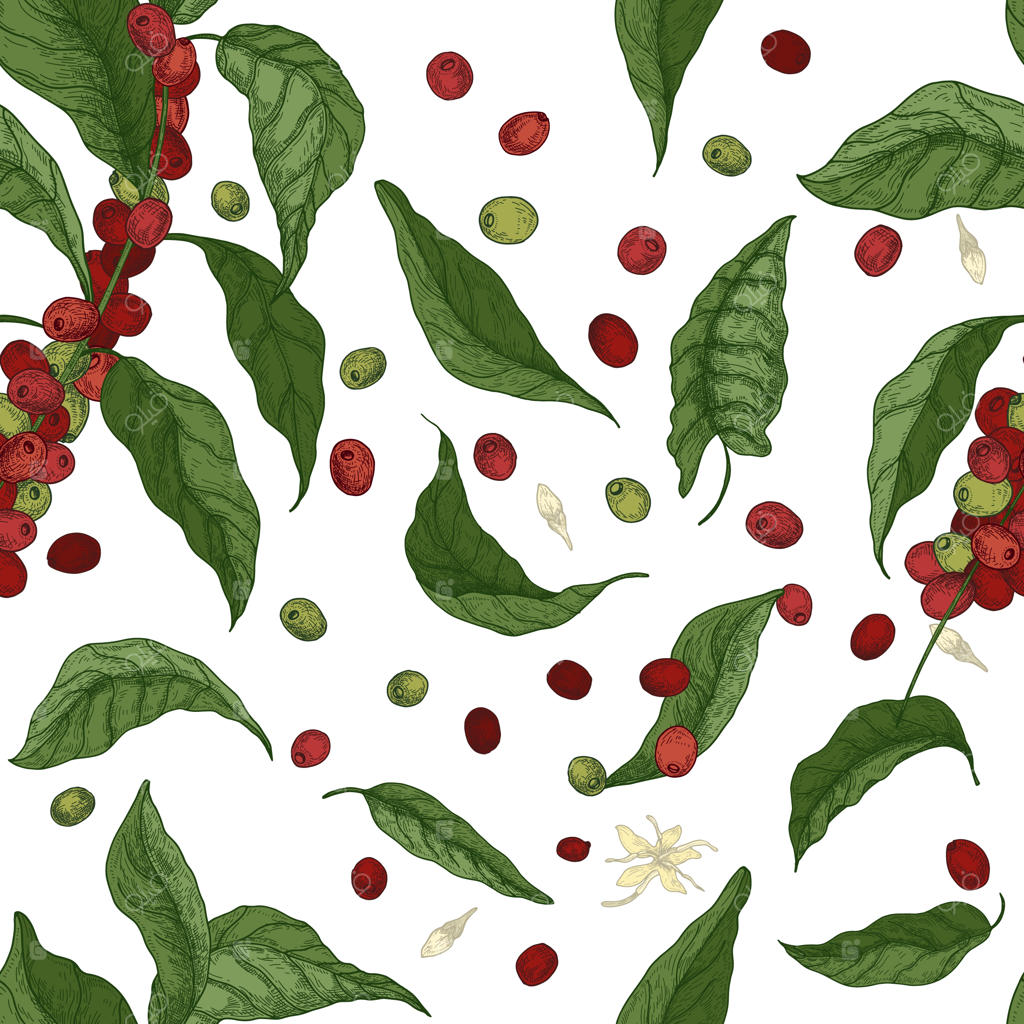 پترن یکپارچه و شیک گیاهی با شاخه‌ها، برگ‌ها، گل‌ها و میوه‌های درخت قهوه