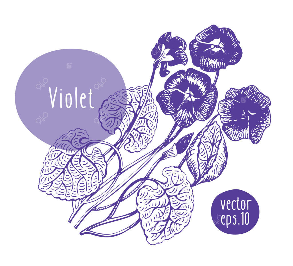 گل بنفش قدیمی با دست کشیده شده، طرح‌ گل شکوفا، تصویرسازی گیاه‌شناسی وکتوری.