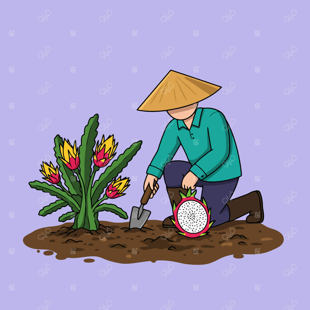 باغبان با کلاه سنتی در حال کاشتن میوه اژدها