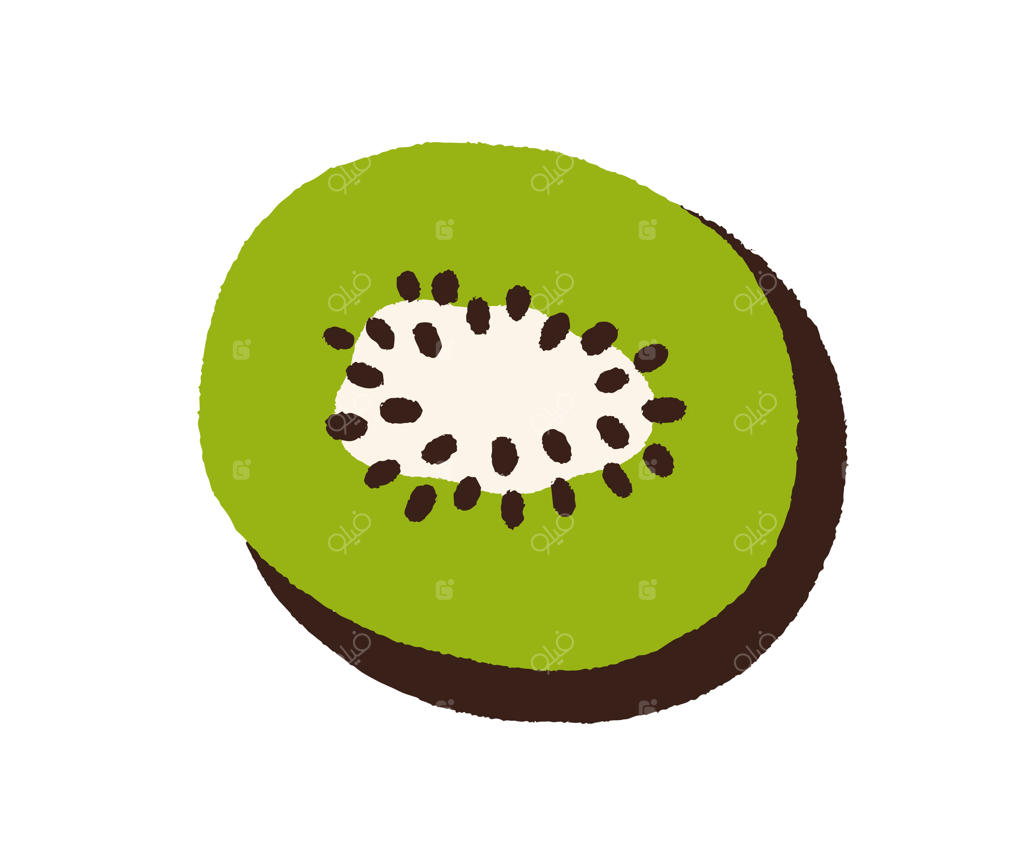 کیوی، نصفه‌ای از میوه تازه با گوشت سبز و دانه‌ها. نمای بالا از قطعه کیوی استوایی به سبک دودل. آیکون غذاهای خاص. تصویرسازی مسطح، جدا شده در پس‌زمینه سفید