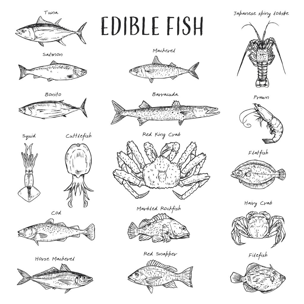 تصویرسازی دستی سیاه و سفید و پرجزئیات از انواع غذاهای دریایی