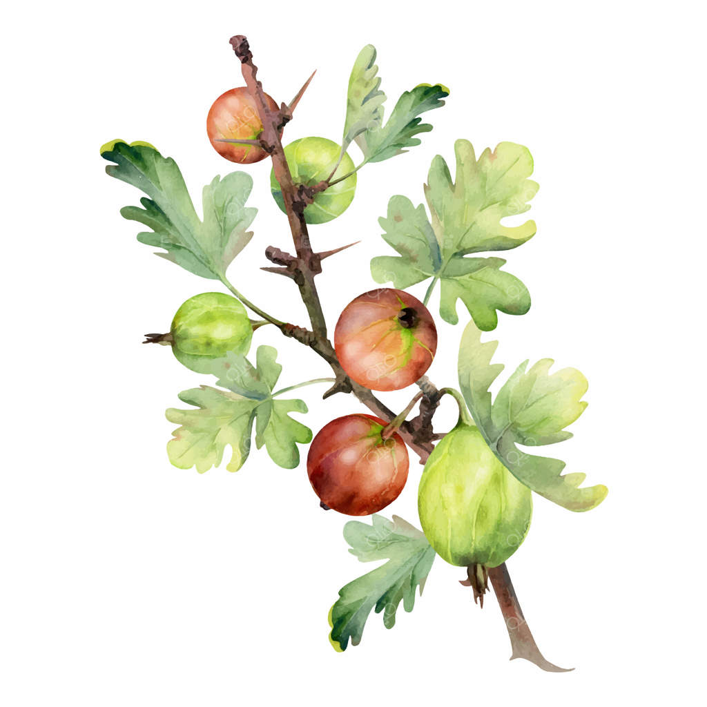 انگورفرنگی آویخته بر شاخه‌ تیغ‌دار با برگ‌ها، توت‌ رسیده‌ باغ جون‌بری کورنت کاسیل. تصویرسازی گیاهی ایزوله آبرنگ دست‌کشیده. کتاب قدیمی مرباهای خانگی، لوازم‌التحریر فروشگاه مواد غذایی
