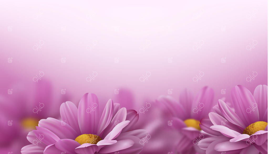 تصویر سه‌بعدی واقع‌گرایانه گل‌های داوودی صورتی روی پس‌زمینه سفید