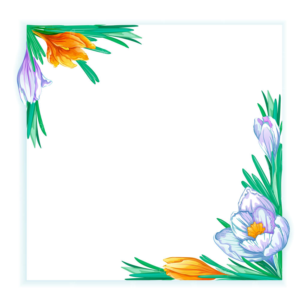 قاب مربعی با گل‌های کروکوس سفید و نارنجی بهاری: قالب گل‌ها برای متن یا عکس.