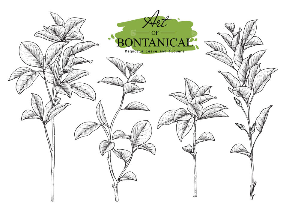 نقاشی‌های برگ و گل مگنولیا