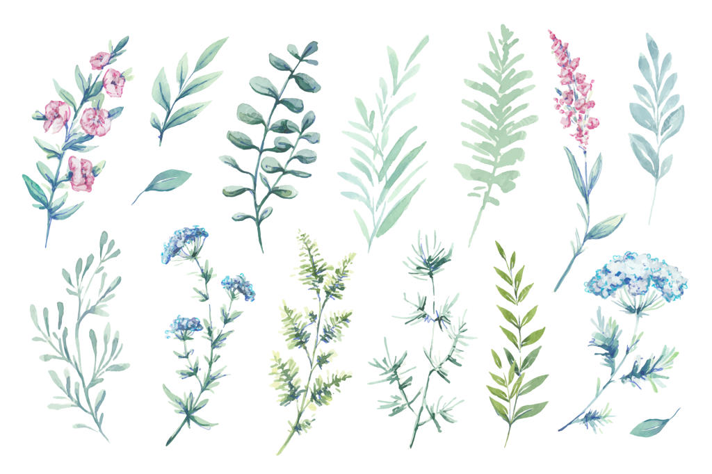 تصاویر آبرنگی وکتور: کلیپ آرت گیاهی شامل مجموعه‌ای از برگ‌ها، گیاهان و شاخه‌های سبز.