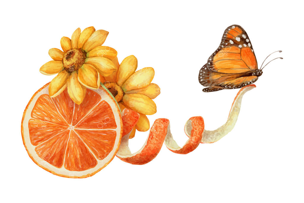 پروانه‌ی شهریار با آرایش گل‌های نارنجی و زرد. تصویرسازی دستی آبرنگی غذا. تصویری از مرکبات با بافت واقعی. ایده‌آل برای قالب کارت تابستانی و طراحی استیکر بامزه.