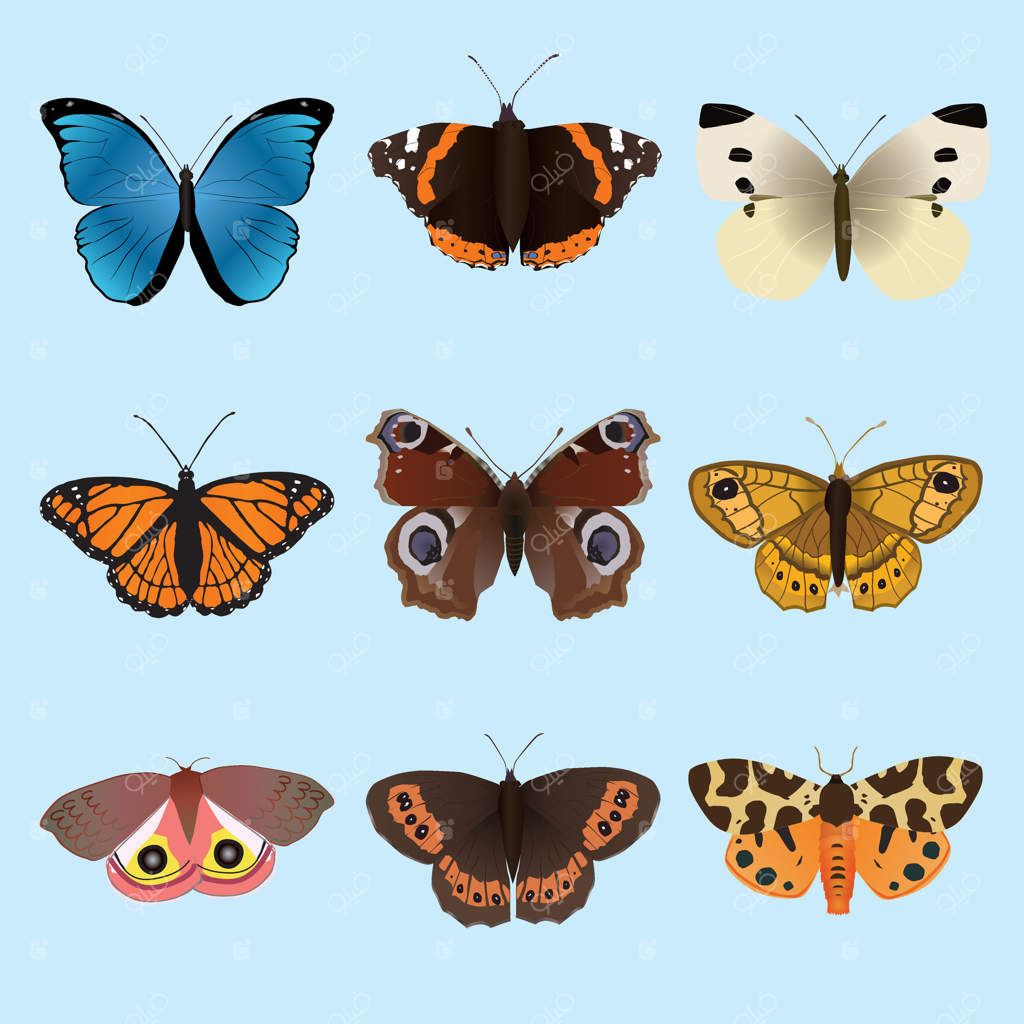 مجموعه‌ای از پروانه‌ها و شب‌پره‌ها: در این مجموعه پروانه‌های مورفو منلایوس، ونسا آتالانتا، آرن قهوه‌ای، سفید کوچک، نایب‌السلطنه، طاووس اروپایی، دیوار قهوه‌ای، شب‌پره‌ی باغی ببر و شب‌پره‌ی آی‌او یافت می‌شوند.