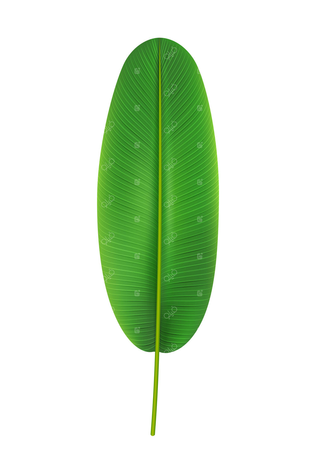 برگ بلند و گرد درخت موز - برگ‌های استوایی و طبیعت عجیب و غریب