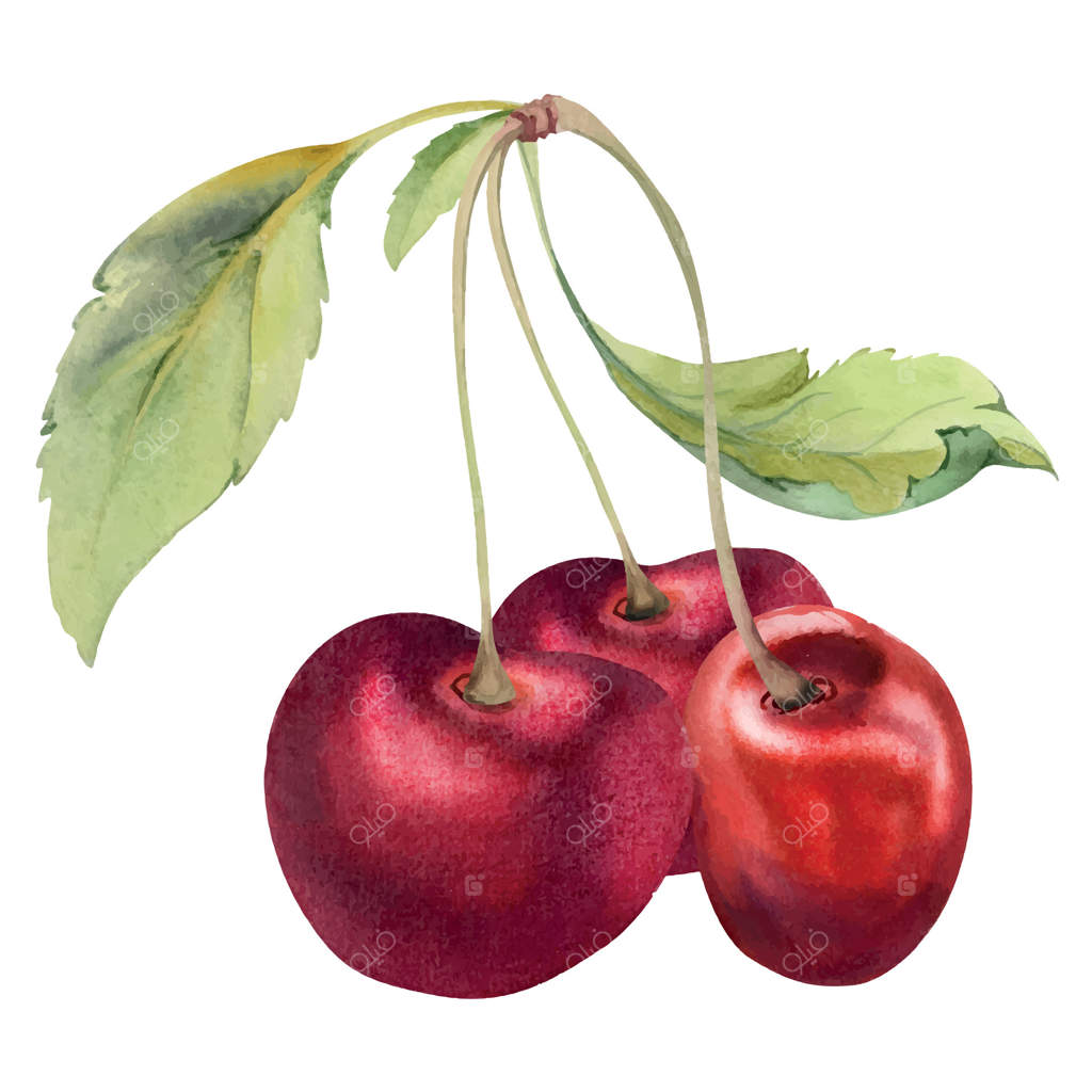 آلبالو قرمز ترش و شیرین با برگ‌های سبز، دست‌ساز به آبرنگ، گروهی از میوه‌ها در باغ بر روی شاخه‌ها. تصویرسازی برای منو کافه، رستوران، عروسی، و بازار کشاورزان.