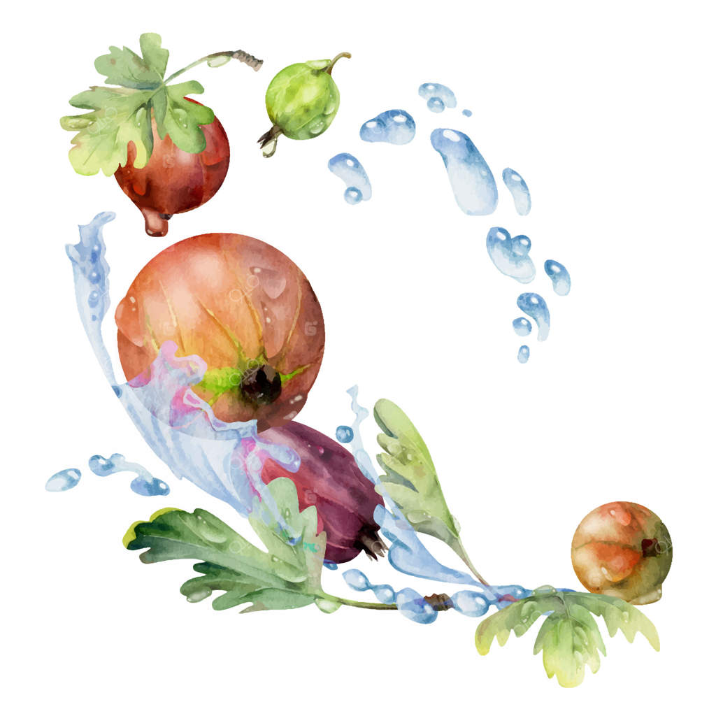 برگ‌های انگور فرنگی و گُل‌های آن، با قطرات شبنم در حال پرواز در پاشش آب، در کنار یاقوتی‌های رسیده در باغ ژوئن‌بری و کاسیل و جوستا. تصویر دست‌کشیده با آبرنگ. منوی کافه، بازار کشاورزان و خواربارفروشی.