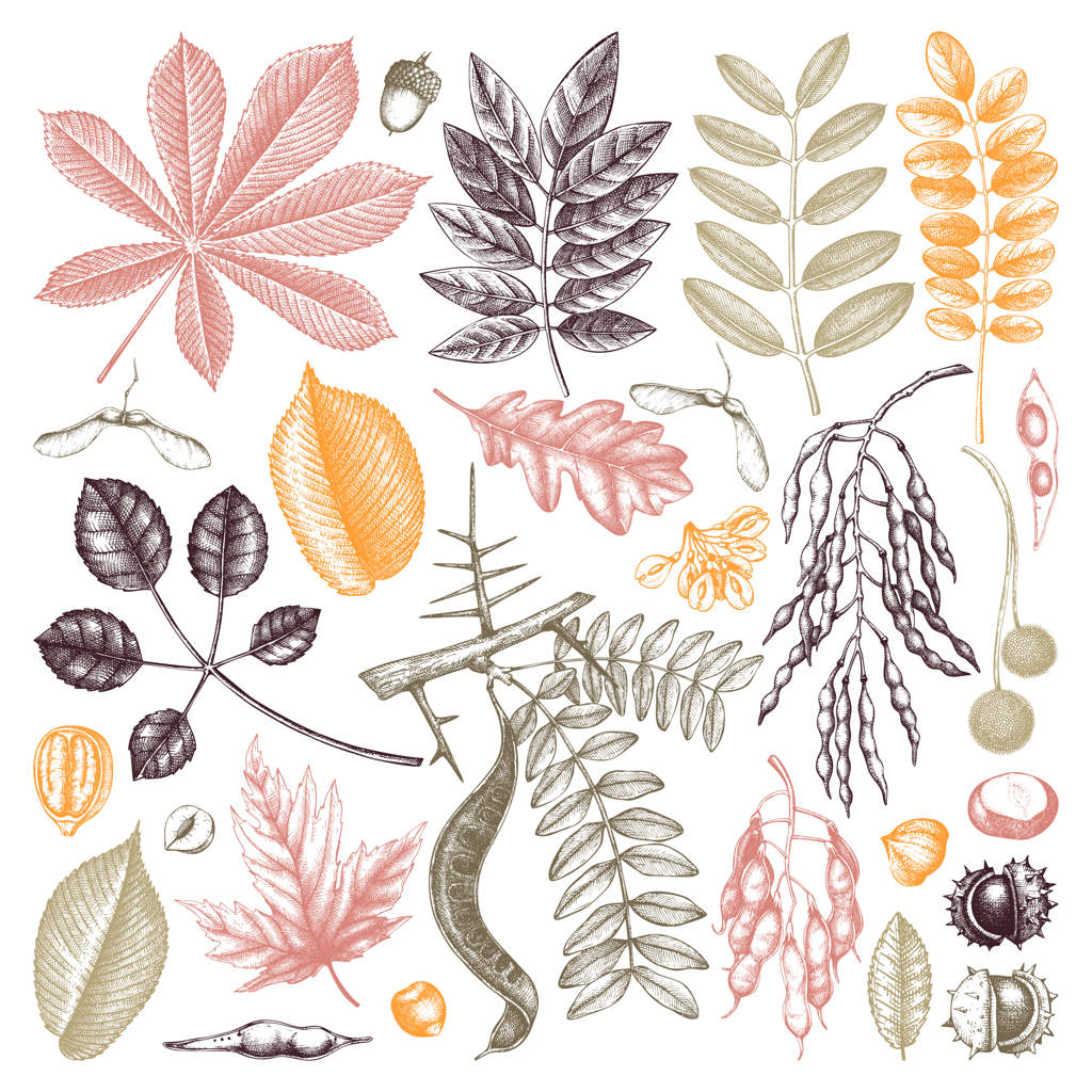 مجموعه برگ‌های پاییزی رنگی با طراحی دستی: عناصر گیاهی شیک و مد روز. طراحی‌های دستی برگ‌های پاییزی، توت‌ها و بذرها. ایده‌آل برای دعوت‌نامه، کارت، بروشور، برچسب و بسته‌بندی.