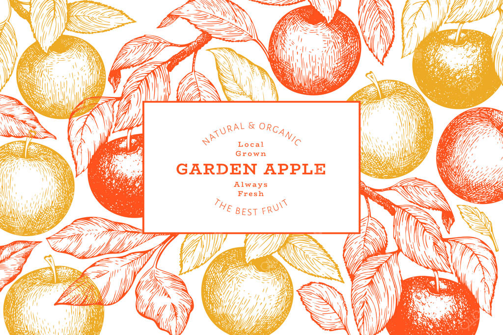 شاخه سیب: طراحی دستی میوه باغ. پس زمینه گیاهی کلاسیک با میوه حکاکی شده.