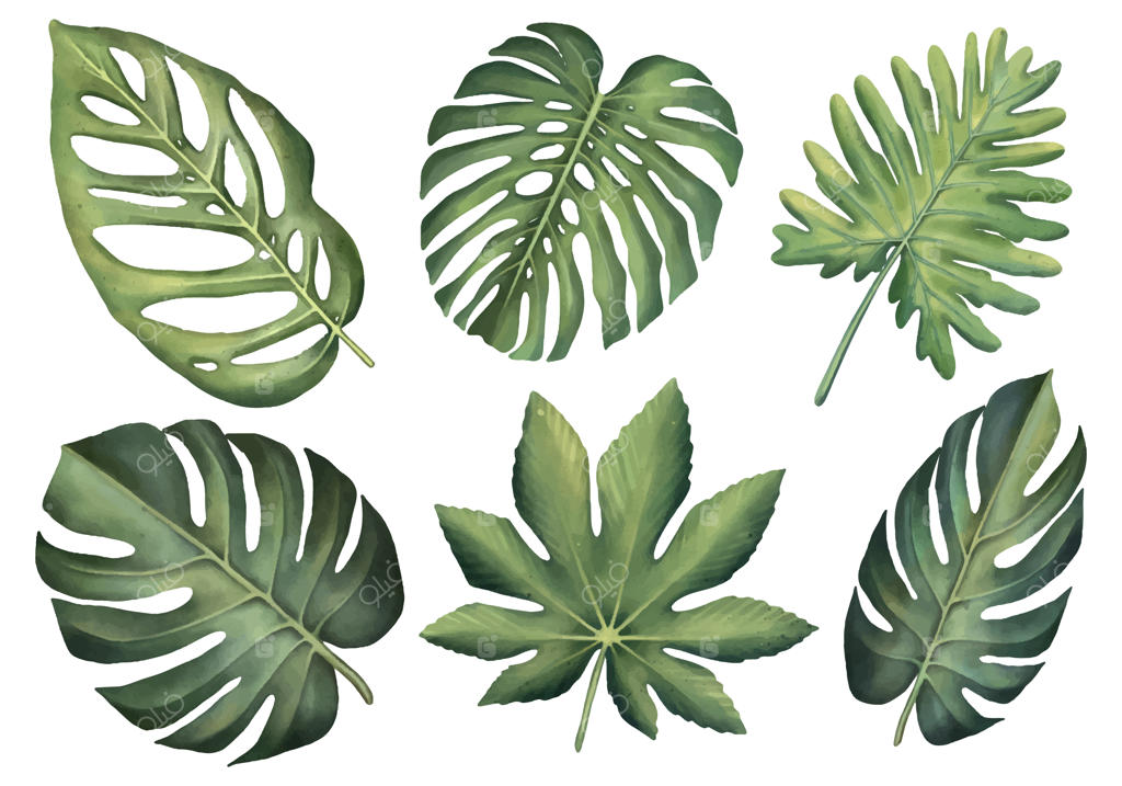 مجموعه‌ای از گیاهان استوایی روی زمینه سفید - نقاشی آبرنگی برگ‌های نخل برای تابستان