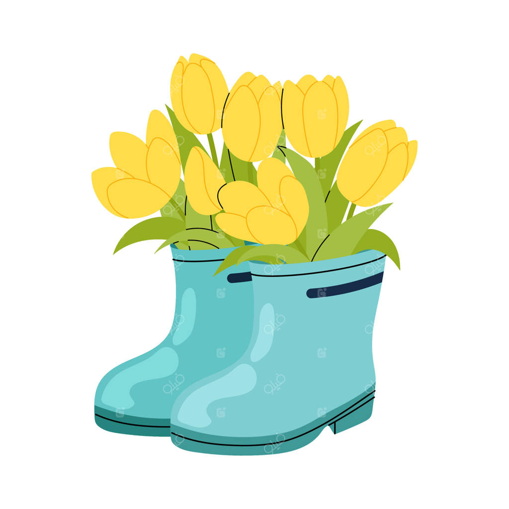 لاله‌های زرد. دسته گلی از گل‌های بهاری درون چکمه‌های لاستیکی. سلام بهار. چکمه‌های باغبانی. تصویرسازی ساده بر روی پس‌زمینه سفید.