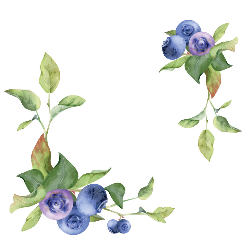 دسته‌ای از بلوبری و تمشک با برگ‌های سبز روی شاخه، نقاشی شده با آبرنگ، میوه‌های جنگلی رسیده. تصویرسازی گیاهی گوشه‌ای جداگانه برای کتاب آشپزی، منو، عروسی و بازار کشاورزان