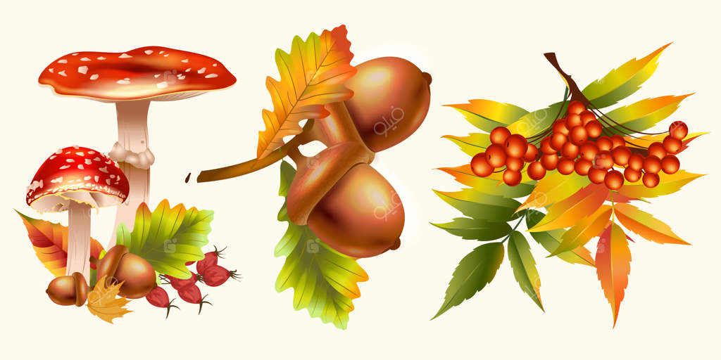 مجموعه‌ای از عناصر واقعی پاییزی