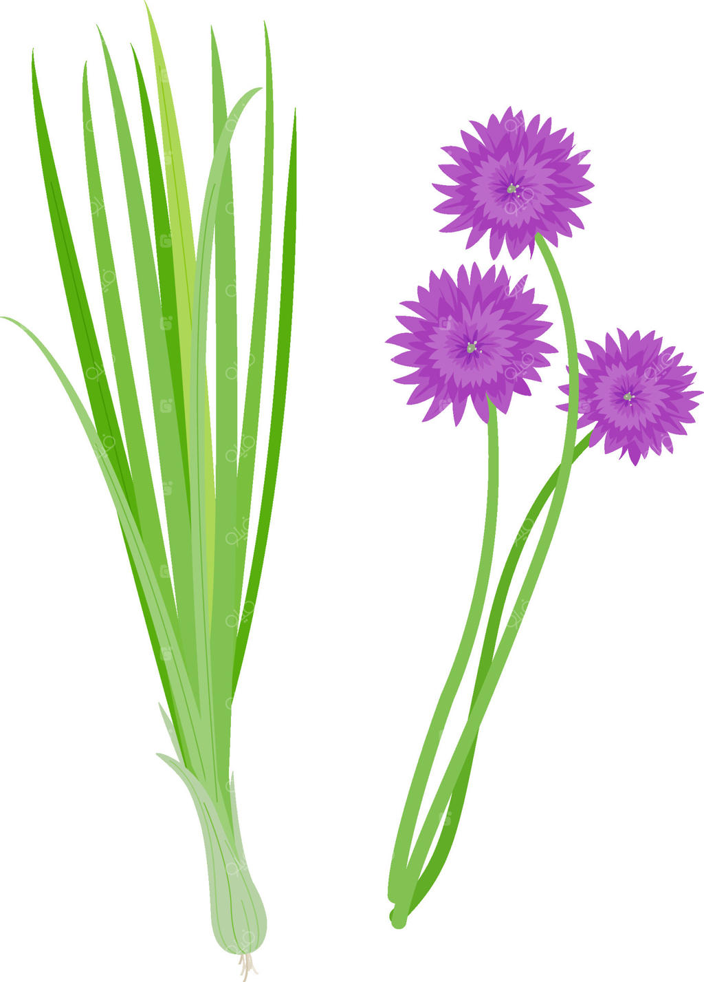 دسته‌ای از تره‌فرنگی تازه و شکوفه‌های آن از باغ. پیازچه در پس‌زمینه‌ای سفید.