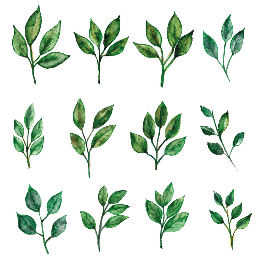 مجموعه آبرنگ برگ‌های سبز برای تزئینات