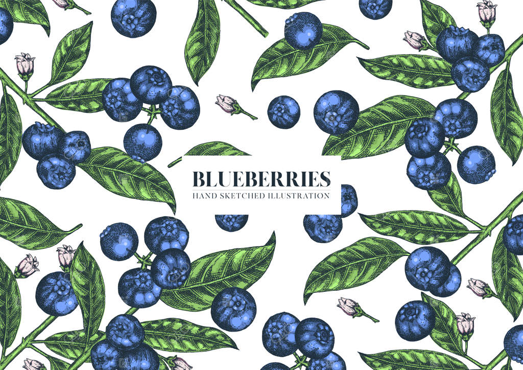 بلوبری - تصویرسازی دستی