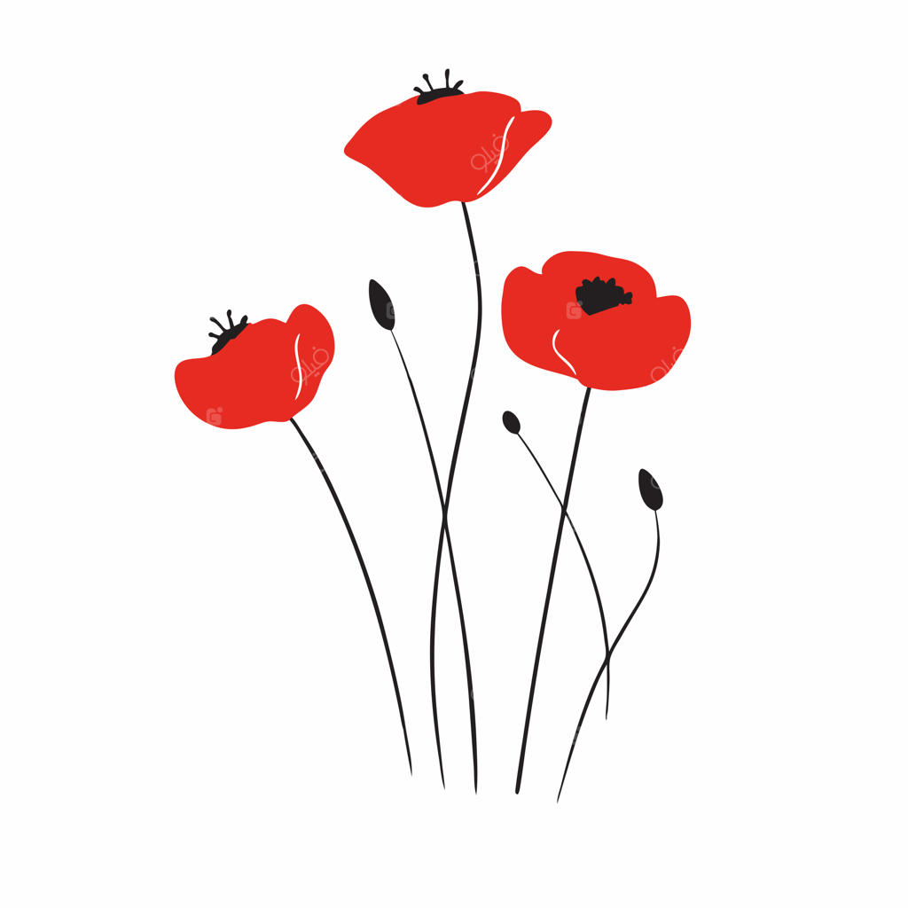 تصویرسازی وکتور تخت گل‌های شقایق قرمز دشتی در پس‌زمینه سفید