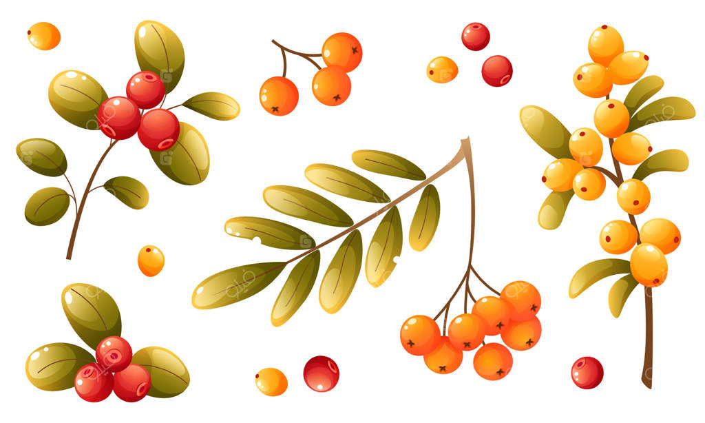 مجموعه‌ای از انواع مختلف توت‌های پاییزی جنگل و باغ: لینگون بری، سنجد، و رَوَن. توت‌ها به‌صورت خوشه‌ای، پراکنده و روی شاخه درخت. توت‌هایی با برگ‌های پاییز رنگ.