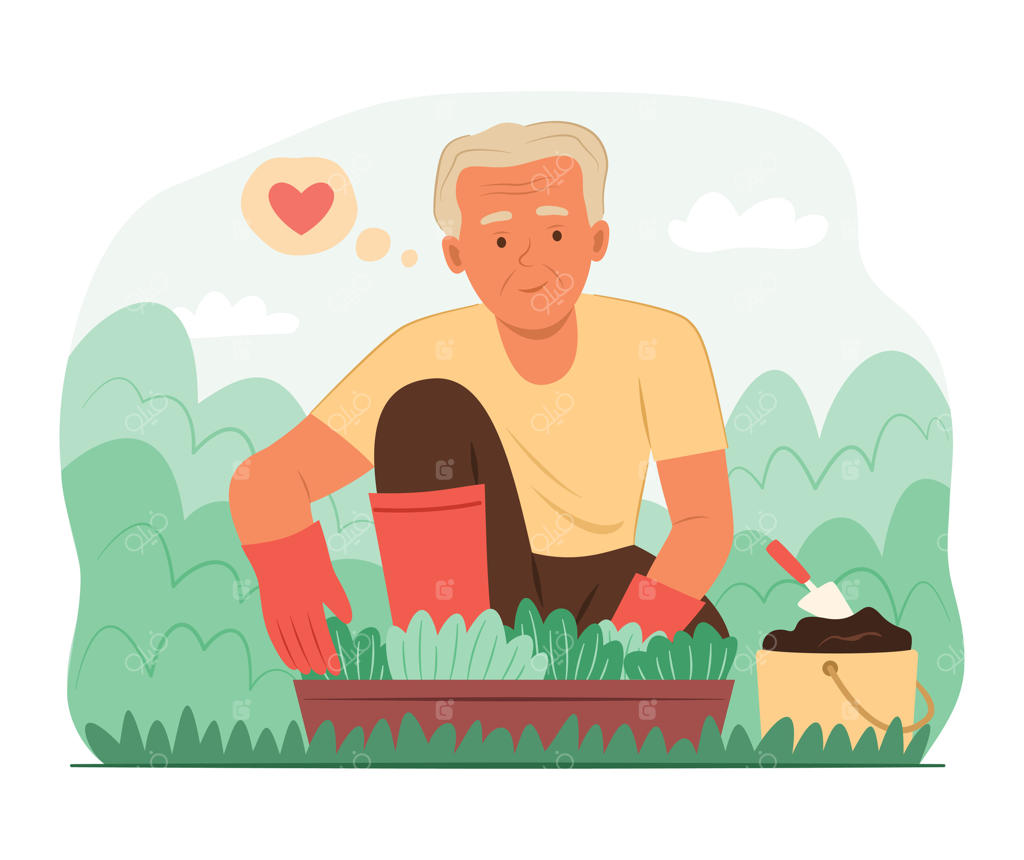 مرد سالخورده در حال کاشت نهال سبزیجات در باغ