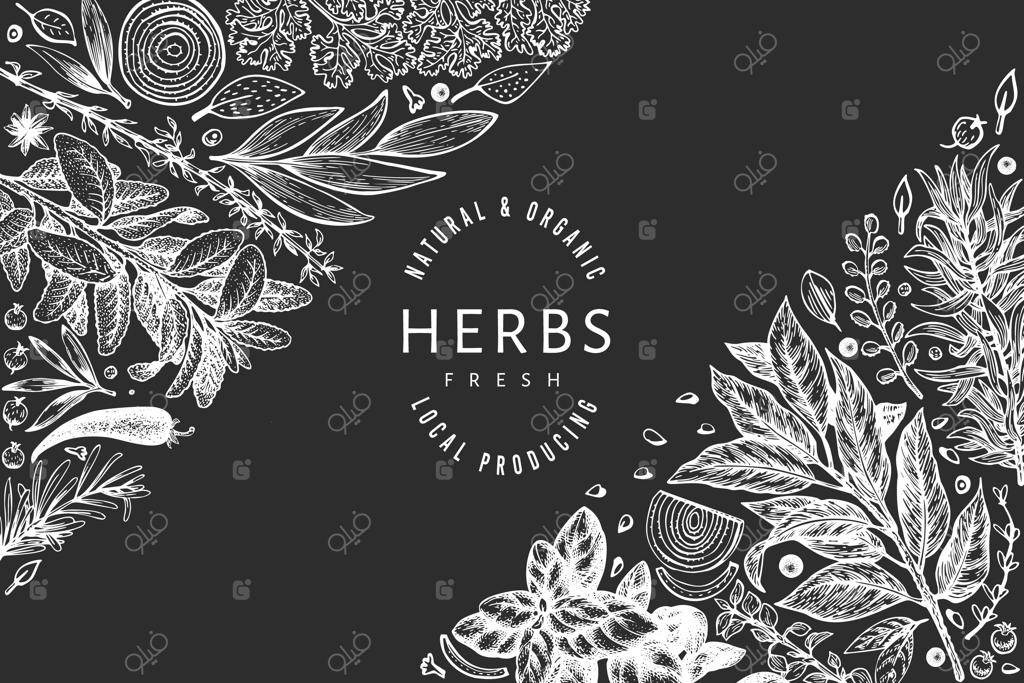 قالب بنر گیاهان خوراکی. طراحی دستی گیاهان دارویی به سبک قدیمی روی تخته سیاه. پس‌زمینه‌ای کلاسیک برای خوراکی‌ها.