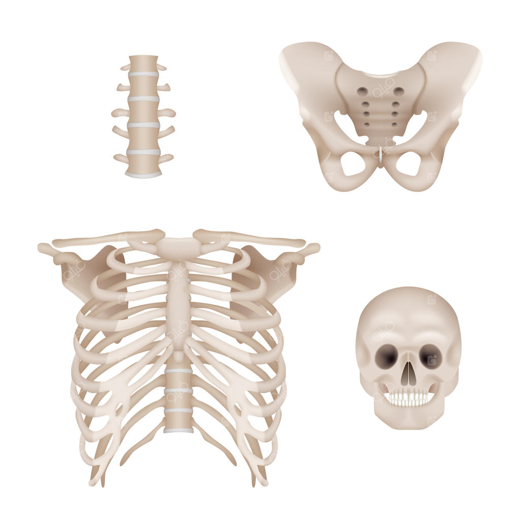 اسکلت انسان: آناتومی جمجمه و استخوان‌ها، تصاویر واقعی پزشکی برای پزشکان