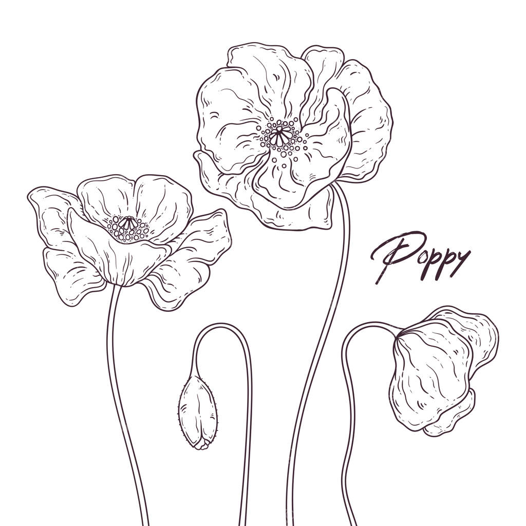 گل‌های شقایق