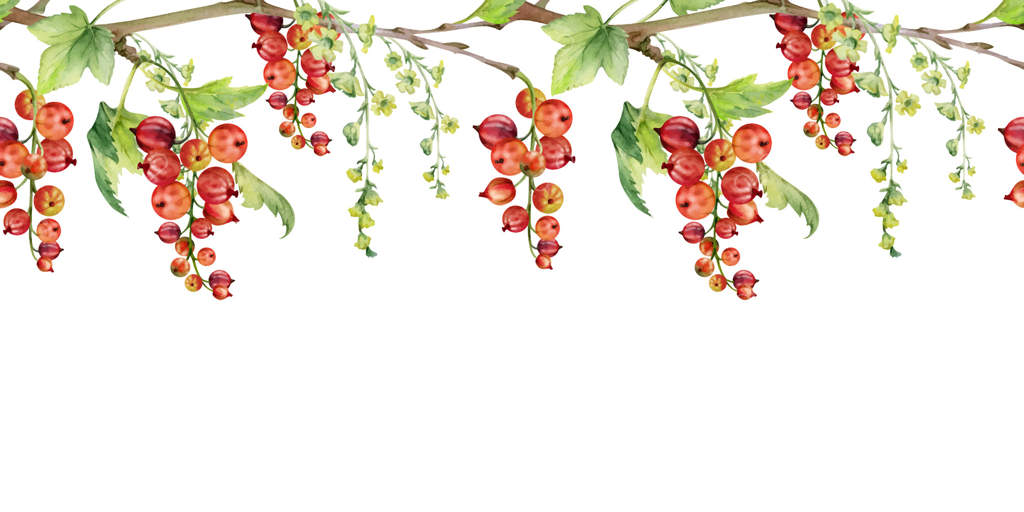 انگور فرنگی و گوسبری با خوشه‌های گل دراز بر روی شاخه و برگ‌ها. طراحی دستی با آبرنگ، توت‌های رسیده ژوئن‌بری و کاسائل جستا‌بری. حاشیه بنر یکپارچه و مجزا: منوی کافه، بازار روز کشاورزان.